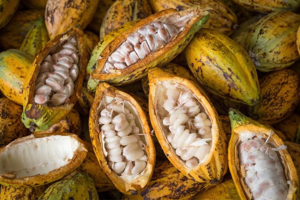 Fresh opened cacao pods displaying white pulp and seeds from Costa Rican chocolate farm