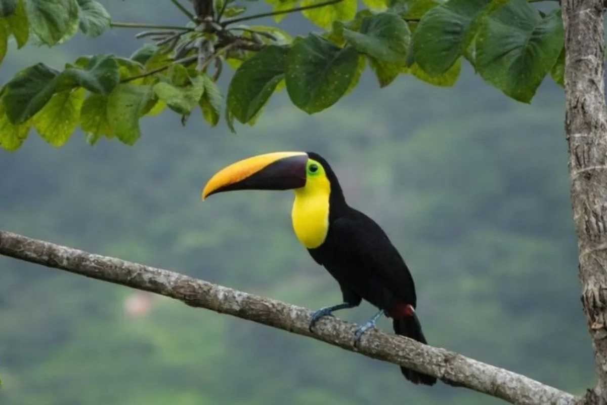A vibrant toucan perched on a tree branch in Costa Rica’s lush rainforest near Lamangata, showcasing the region’s rich wildlife and biodiversity.