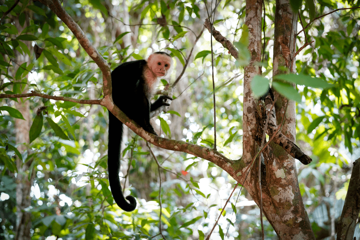 White-faced capuchin monkey sitting on a rainforest branch with its long black tail hanging down near Dominical, Costa Rica