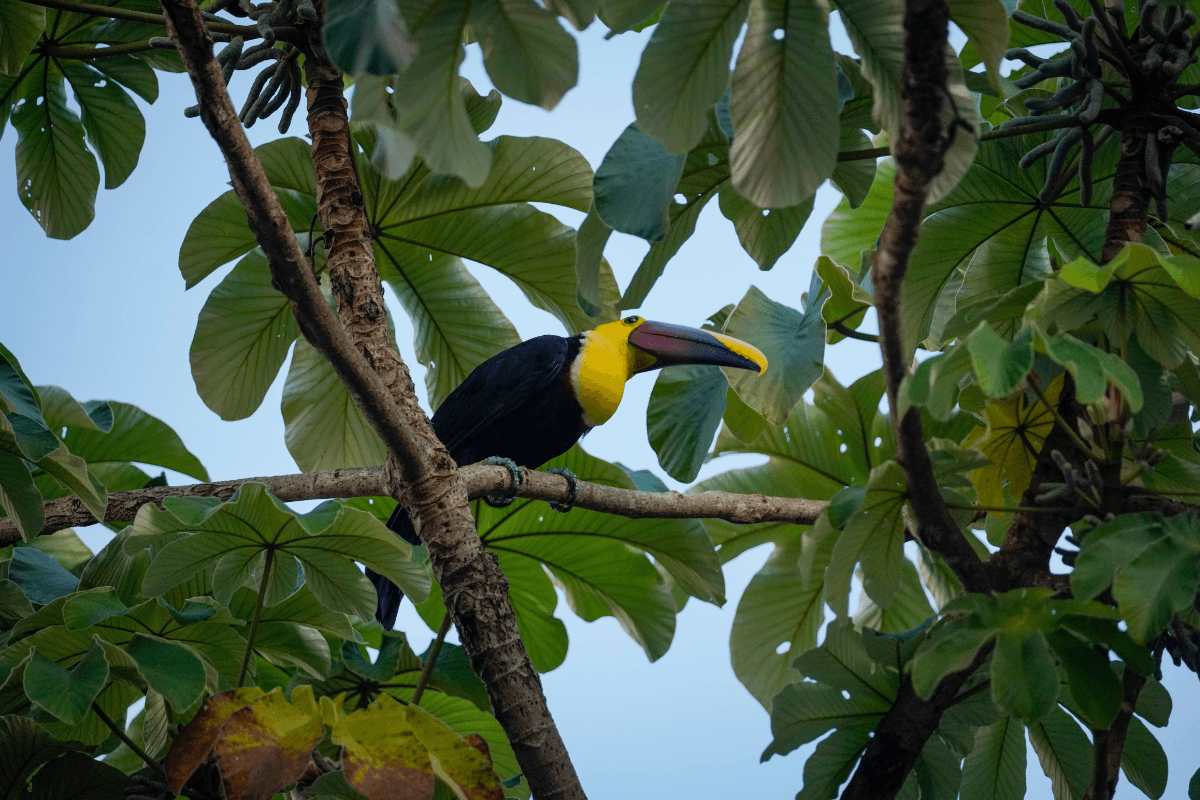 Yellow-throated toucan with a two-toned bill perched on a branch among large Cecropia leaves near Dominical, Costa Rica